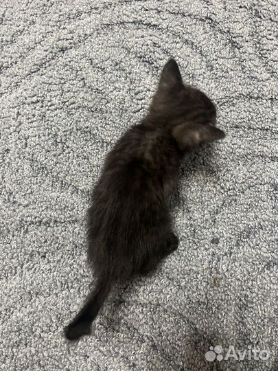 Подарю котят