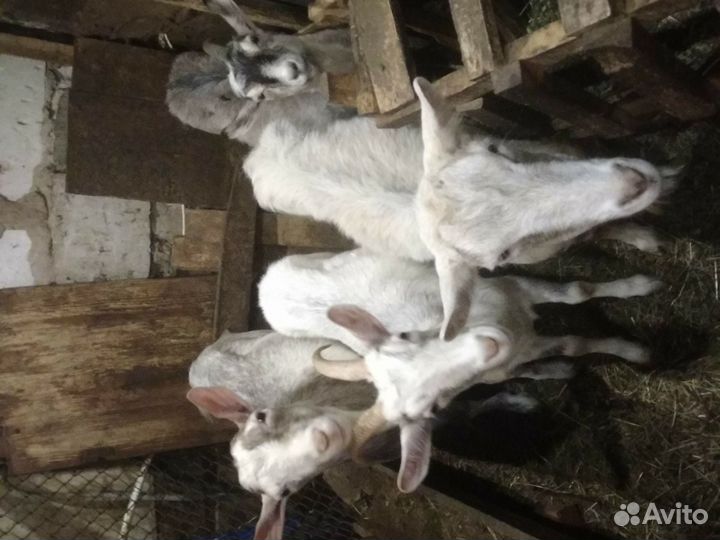 Козы 1 год не покрытые