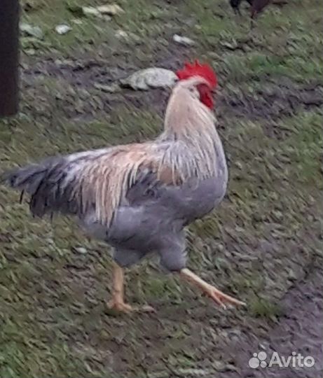 Молодые петушки леггорн жемчужный и долматинцы