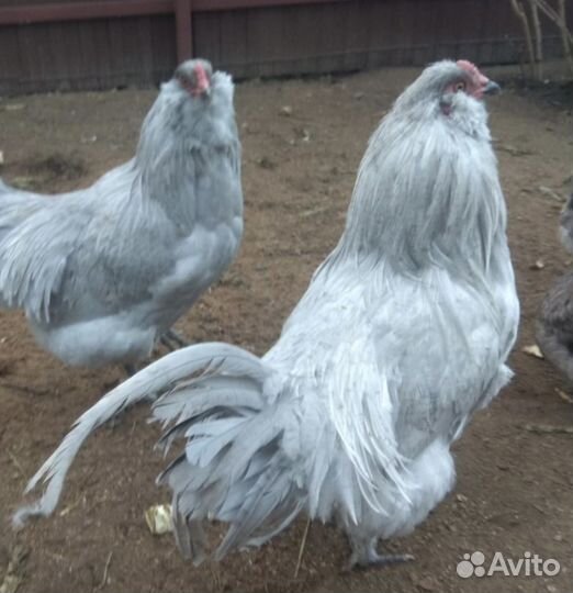 Подросшие петушки, породистые