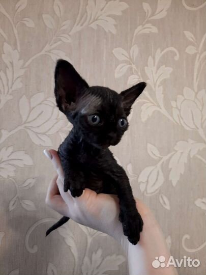 Котята девон-рекс