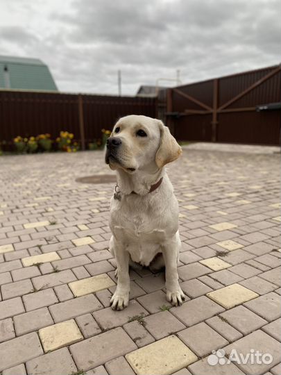 Лабрадор-ретривер