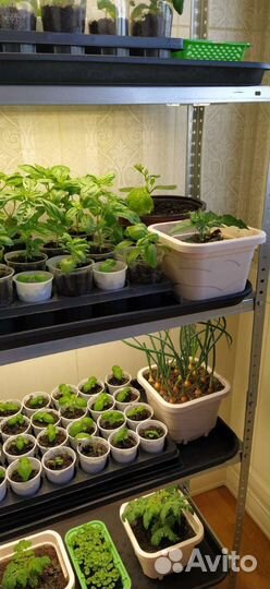 Стеллаж для рассады с фитолампами