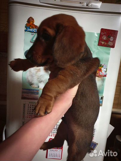 Такса щенок