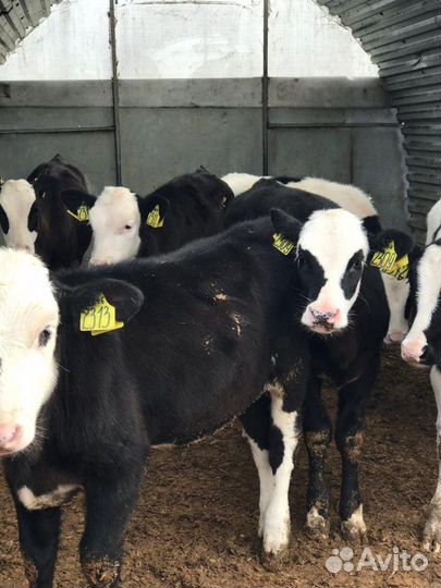 Бычки телята