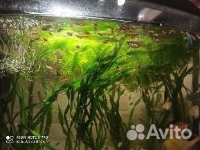 Украшение для аквариума