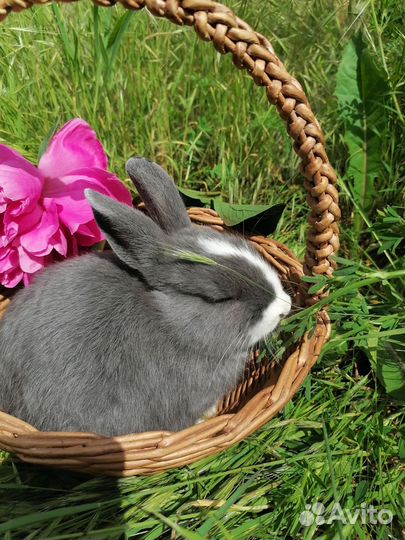 Декоративные кролики