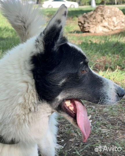 Молодой красивый мустанг в поисках родителей