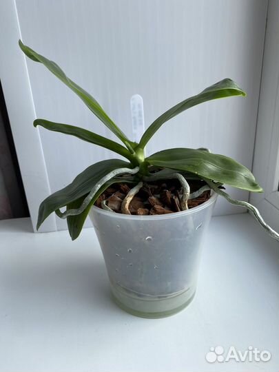 Фаленопсис LD's Bear King 'RH-3'