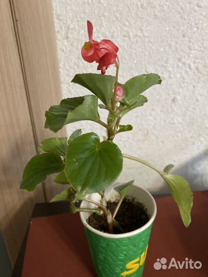 Оксалис,бегонии,разные бальзамины и др