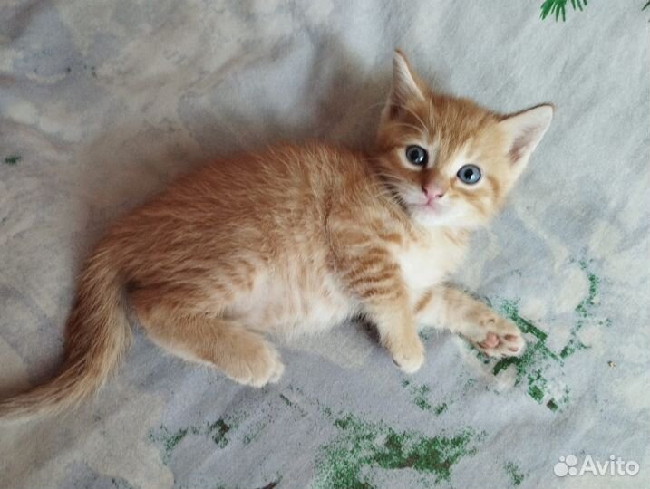 Отдадим котят(2 мальчика,2 девочки)