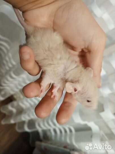 Редкие Крысы