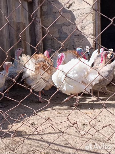 Инкубационное яйцо индейки