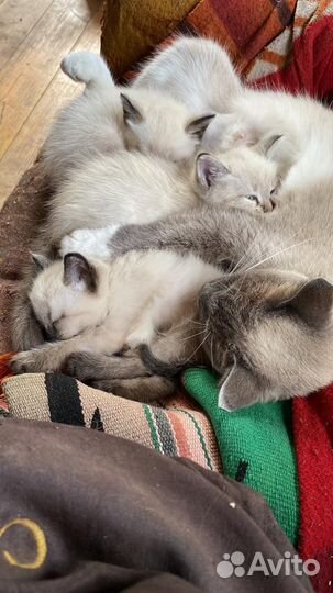 Котята в добрые руки