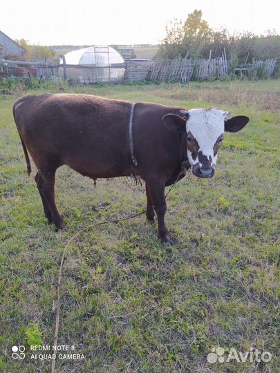 Телята бычки