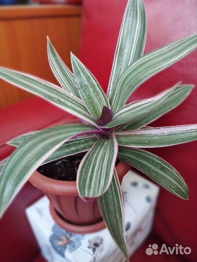 Комнатный цветок рео / традесканция покрывальчатая