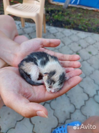 Девочка ищет дом