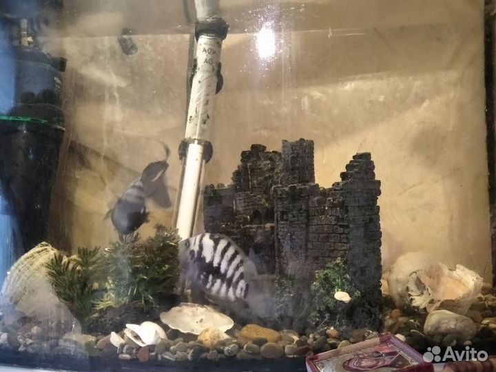 Рыбки цихлиды самец