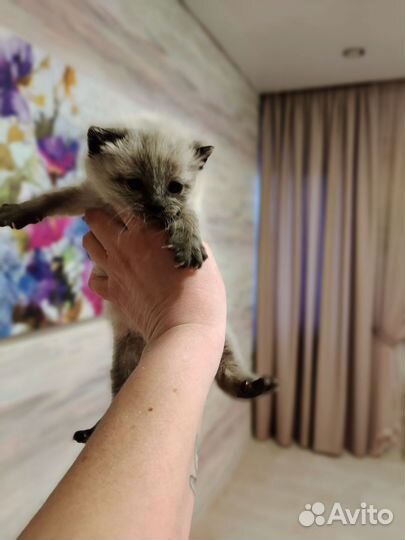 Сиамские котята