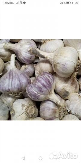 Продаю лучший чеснок озимый, сорт 