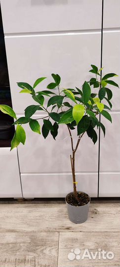 Фикусы сортовые