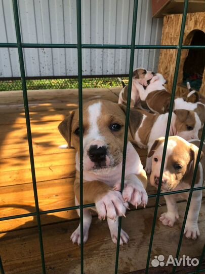 Щенки амстаффа