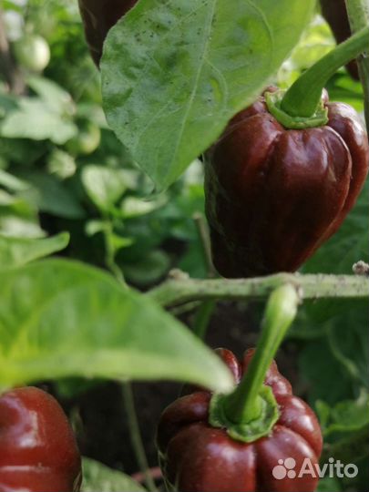 Перец острый - Хабанеро шоколадный - рассада