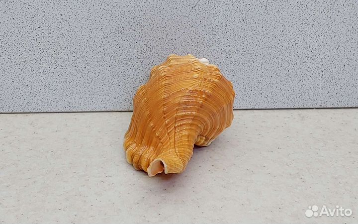 Циматиум Пурам 10,3 морская ракушка раковина