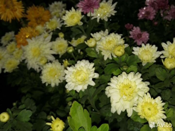 Хризантемы