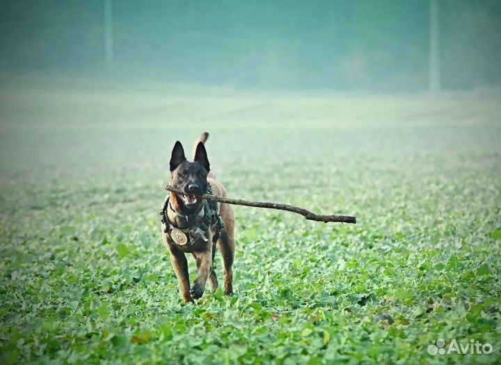 Электронный ошейник для собак