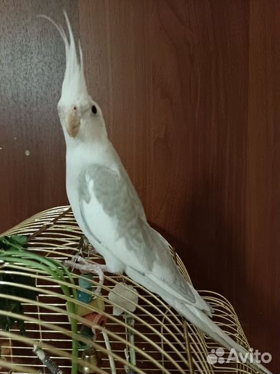 Попугай корелла девочка