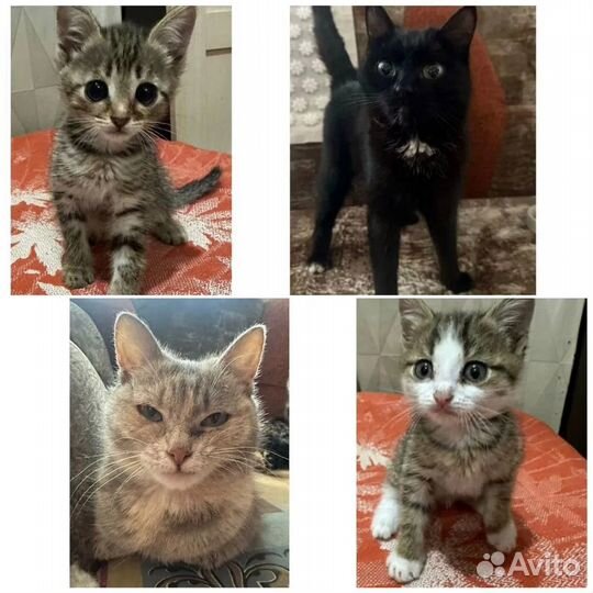 Душегрейки