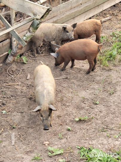 Мангалица+ Дюрок