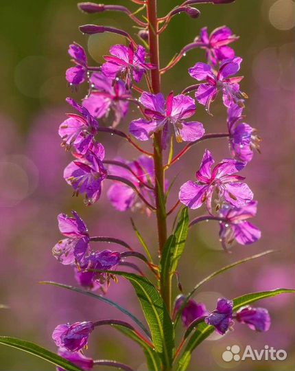 Иван чай (свежий) опт