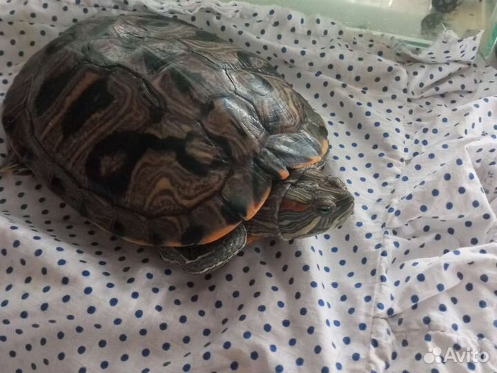 2 красноухие черепашки