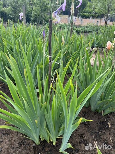 Ирисы бородатые