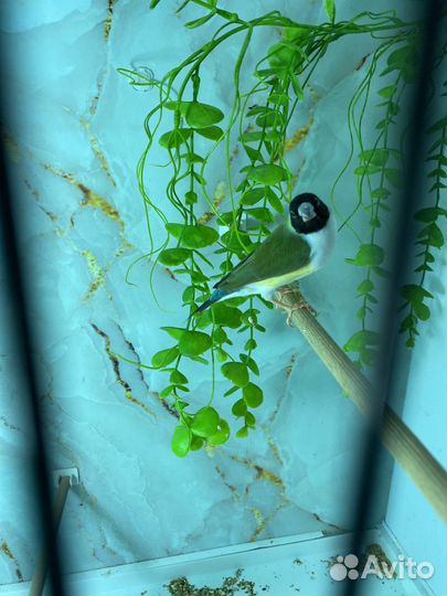 Амадина Гульда самка