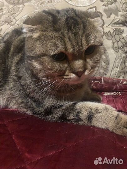 Вислоухий кот