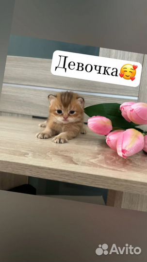 Шотландские золотые шиншилла