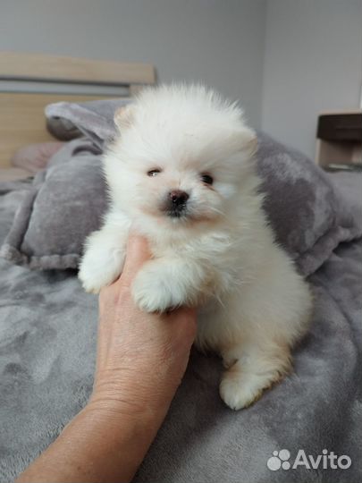 Померанский шпиц