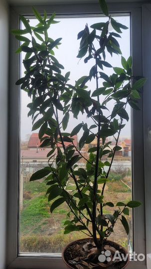 Лавровое дерево