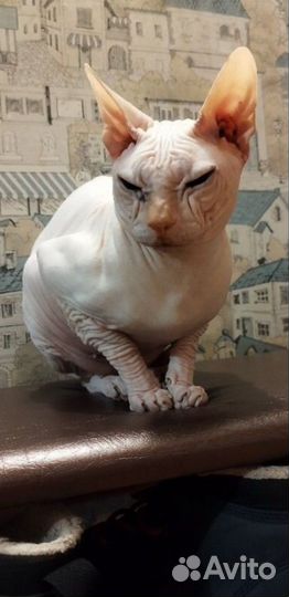 Котёнок
