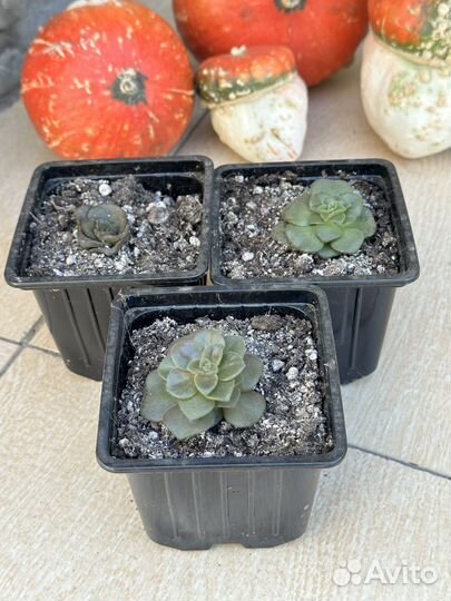 Эониум псевдотарелковидный