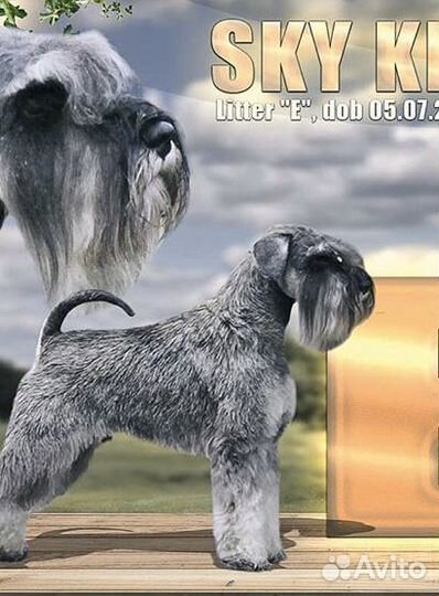 Вязка цвергшнауцер