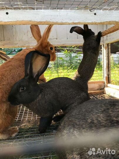Кролики помесные