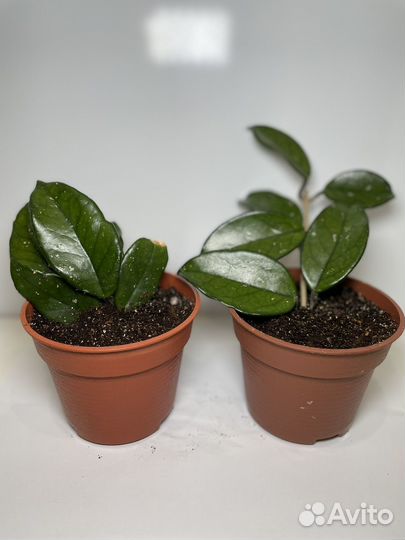 Хойя восковой плющ