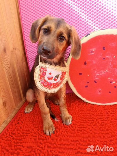 Позитивные щенки в дар