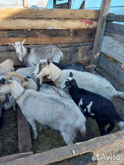 Продаётся козы