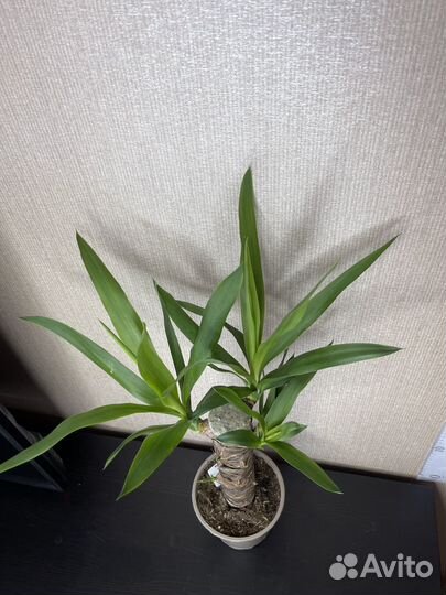 Пальма юкка комнатные цветы
