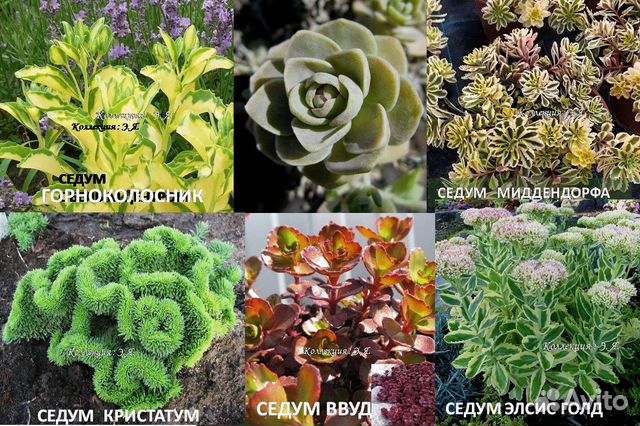 Седумы, Очитки Молодило Камнеломки Доставка Почтой купить в Тольятти ...
